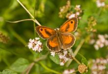 Gatekeeper - Hedge Brown 1 DM0068