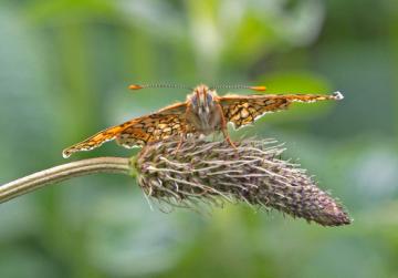 Butterflies And Moths