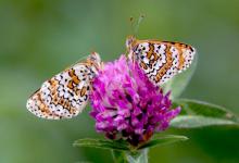 Glanville Fritillaries DM1237