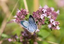 Holly Blue 1 DM0069