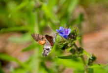 Hummingbird Hawk-Moth DM1244