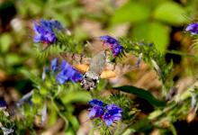 Hummingbird Hawk-Moth DM1245