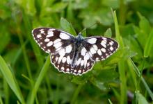 Marbled White DM1239