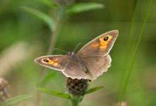 Meadow Brown DM0089