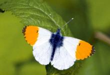 Orange Tip DM0090