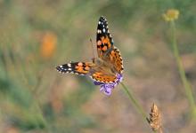 Painted Lady DM0091