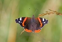 Red Admiral 1 DM0070