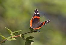 Red Admiral 2 DM0076