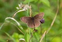 Ringlet DM1243