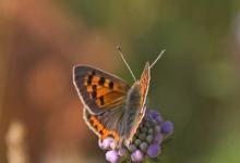 Small Copper DM0092