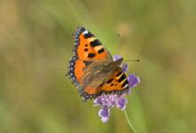 Small Tortoiseshell 2 DM0077