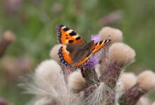 Small Tortoiseshell 3 DMOO81