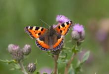 Small Tortoiseshell 4 DM0082