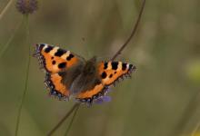 Small Tortoiseshell DM0093