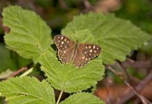 Speckled  Wood DM0094