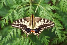 Swallowtail 1 DM0071