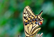 Swallowtail DM0095