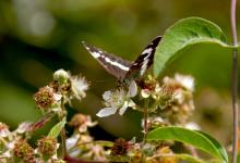 White Admiral DM1240