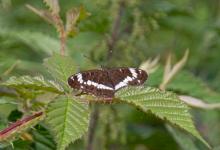 White Admiral DM1241