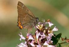 White Letter Hairstreak 2 DMOO78