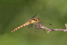 Dragonfly DM0116