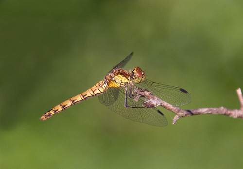 Dragonfly DM0116