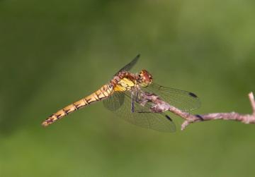 Damselflies And Dragonflies