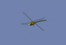 Dragonfly Southern Hawker DM0118 