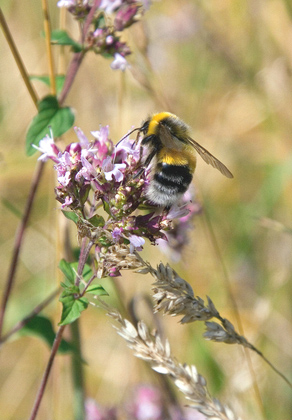 Bumble Bee DM0237