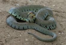 Grass Snake