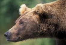 Brown Bear 2 DMOO34