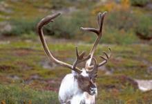 Bull Caribou 2 DM0097