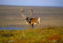 Bull Caribou 3 DM0098