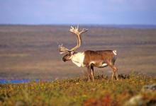 Bull Caribou DM0101