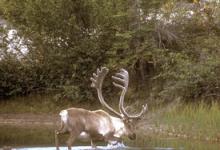 Bull Caribou in a Lake DM0100 