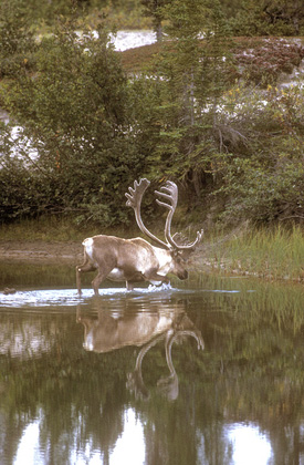Bull Caribou in a Lake DM0100 