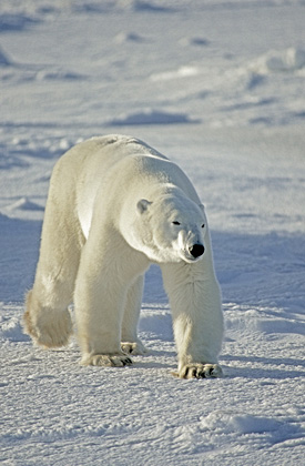 Polar Bear DM0104