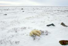 Polar Bear Sleeping DM0103