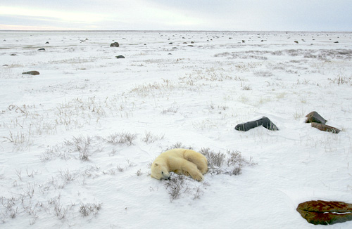 Polar Bear Sleeping DM0103