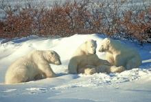Polar Bears DM0105