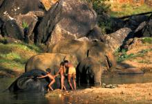 Boys Washing Indian Elephants DM0234