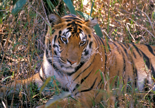 Indian Tiger 2 DM0233