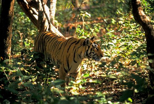Indian Tiger O235