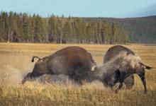 Bison Fighting DM0299