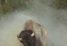 Bison Running DM0300