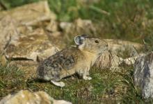 North American Pika DM0302