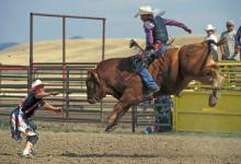 Rodeo Bull Riding DMO0298