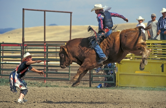 Rodeo Bull Riding DMO0298
