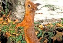 Red Squirrel DM0327 DM0328