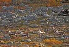 Reindeer on the Tundra DM0329